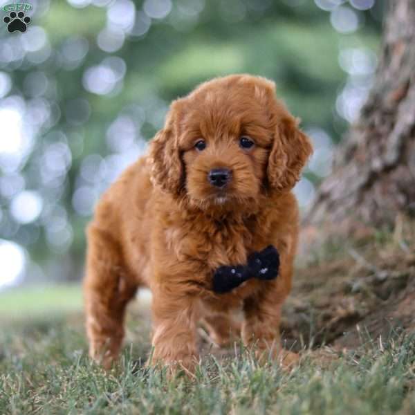Blaze, Mini Goldendoodle Puppy